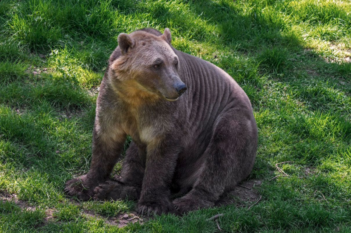 A picture of a Pizzly Bear, cross between a Grizzly bear and a Polar Bear